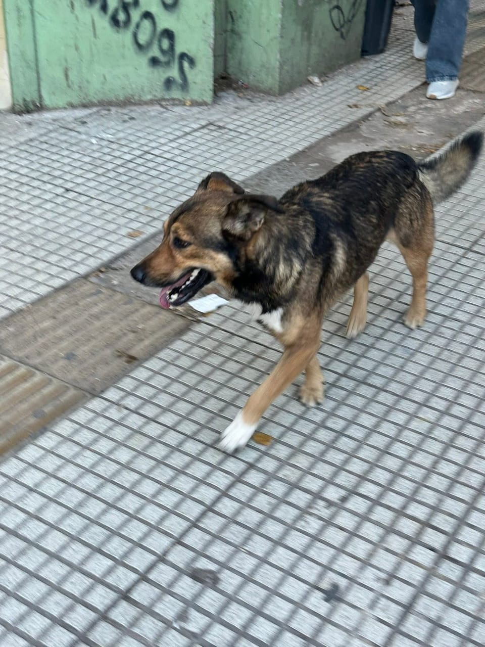 OSO - Imagen 2