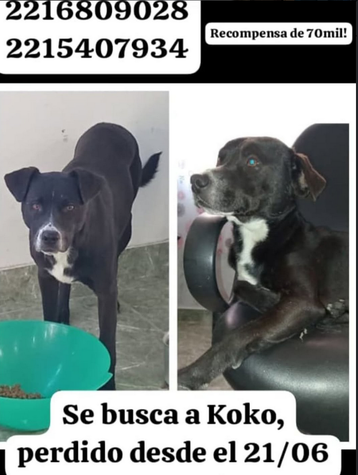 KOKO