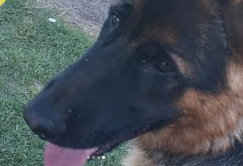 KOBA - Imagen 3