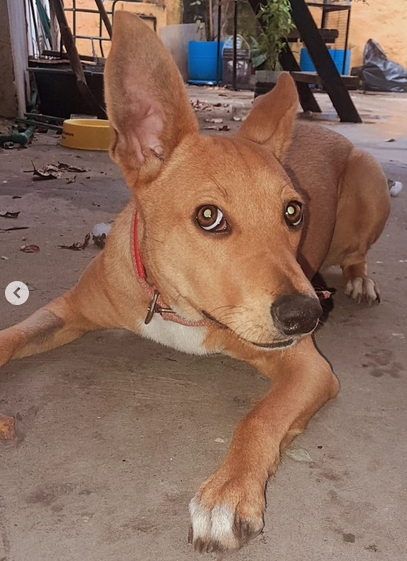 LOLA - Imagen 2