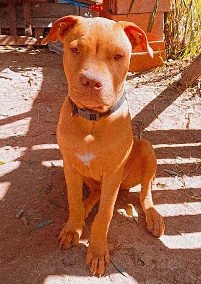 ROCKY - Imagen 2