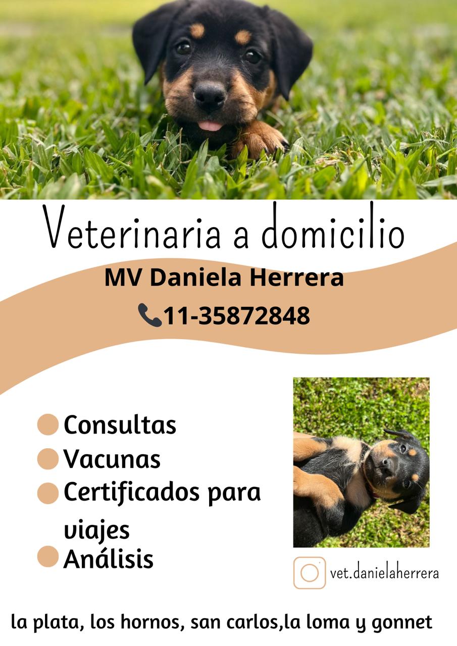 🐾 Veterinaria a domicilio – MV Daniela Herrera